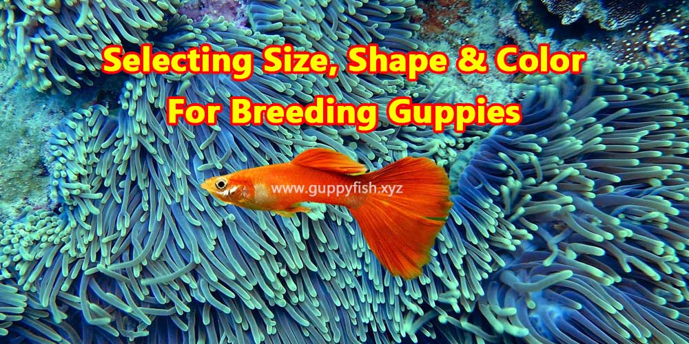 guppies fish breeding