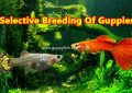 selective-breeding-of-guppy-fish