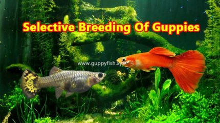 4 Professional Tactics To Perform Selective Breeding Of Guppies
