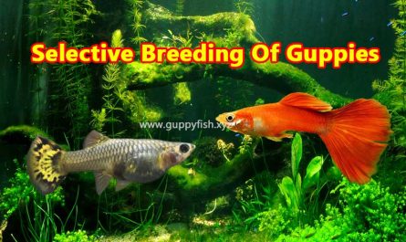 selective-breeding-of-guppy-fish