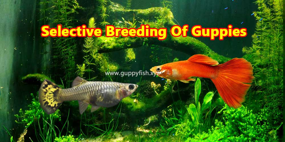 guppies fish breeding