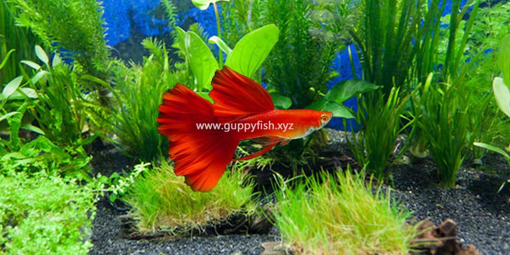 singapore-super-red-guppy-fish
