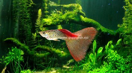 Snakeskin Guppy Fish – Everything You Need To Know