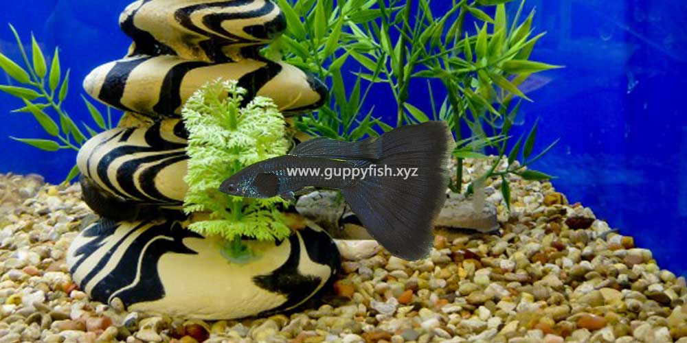 thailand-black-guppy-fish