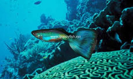 turquoise-guppy-fish