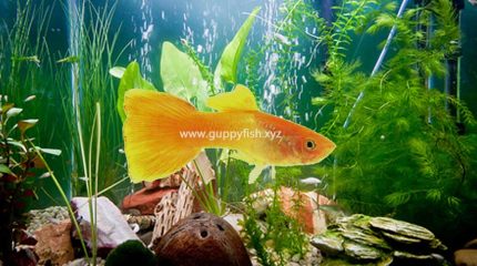 Yellow Guppy Fish – Everything You Need To Know