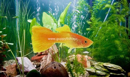 yellow-guppy-fish