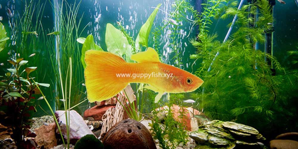 yellow-guppy-fish